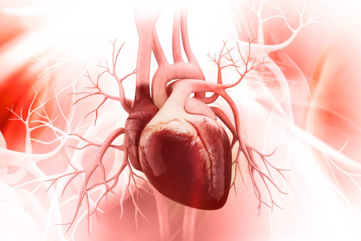 Anatomy of Human Heart